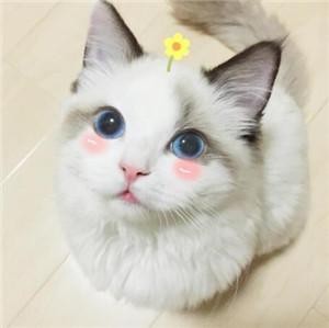 忠心的猫咪TOP6：它们一生只认一个主人有你家猫吗