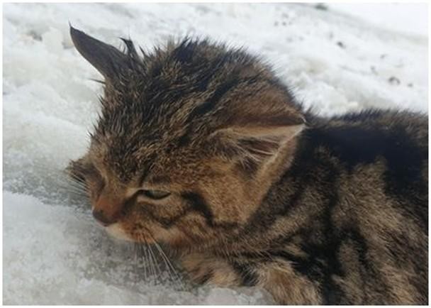 原以为是只冻僵的流浪猫，救回来发现是罕见野猫，比大熊猫还稀少