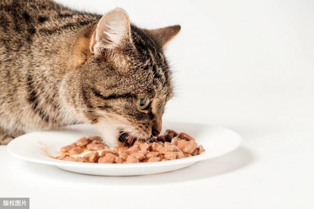 猫粮自助vs定量供应猫的胃更适合少食多餐