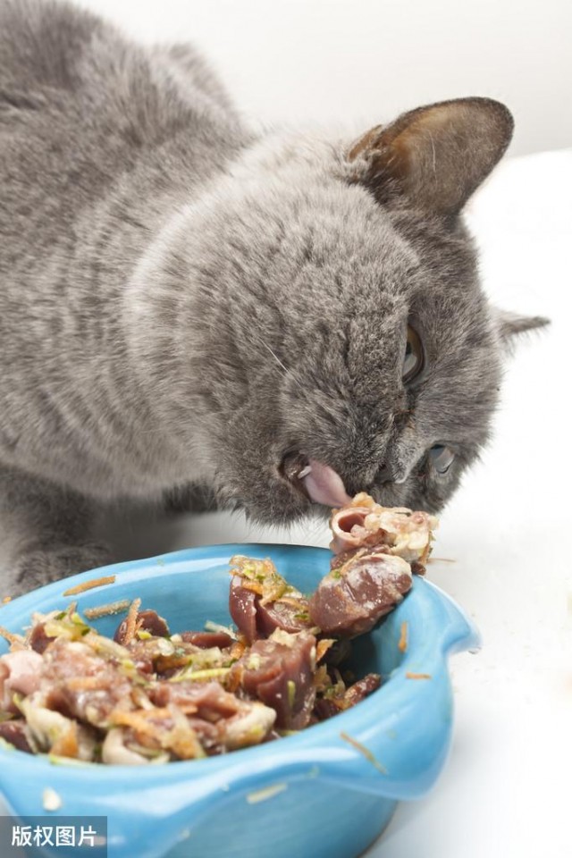 猫粮自助vs定量供应猫的胃更适合少食多餐