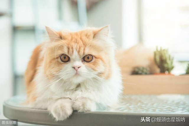 介绍波斯猫，饲养，护理等注意事项