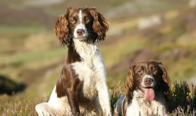 英国跳猎犬：从灭绝到重生的反击传奇！