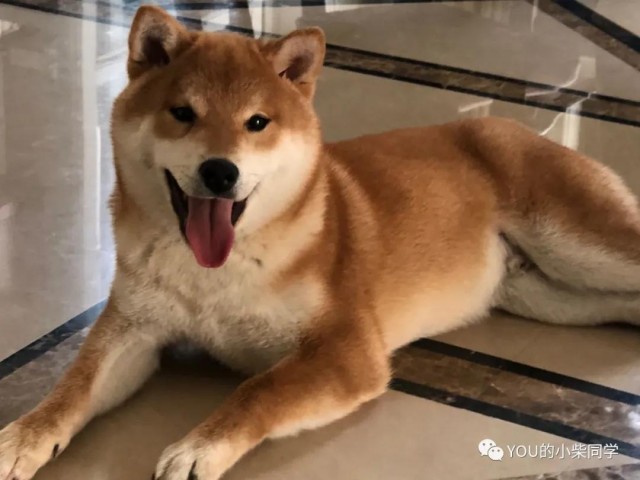 为什么柴犬的价格这么贵？就是炒得太高 还是贵的理所当然？