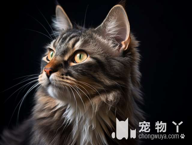 金吉拉猫和蓝猫打架，姿势笑坏众人