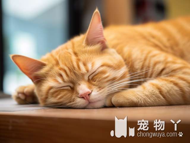 挪威森林猫适合叫什么名字？